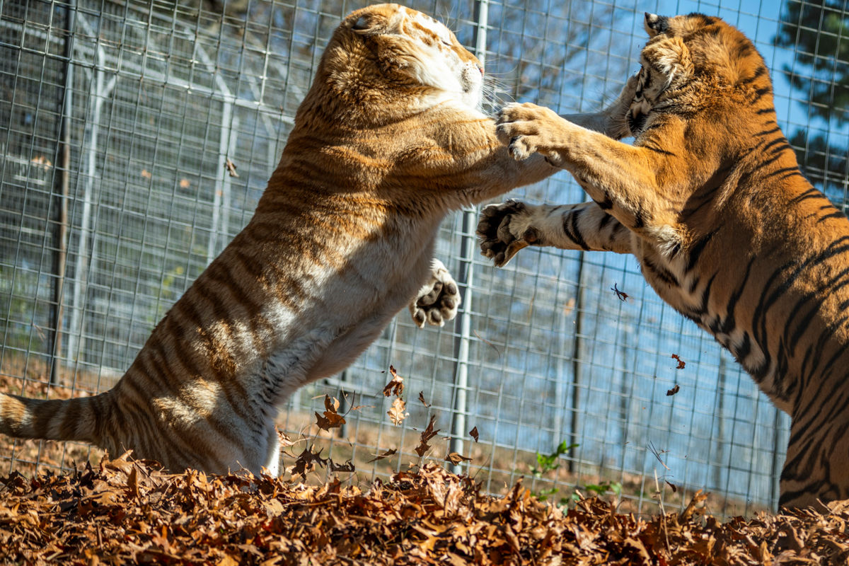 Animal Sanctuaries in the Midwest and South