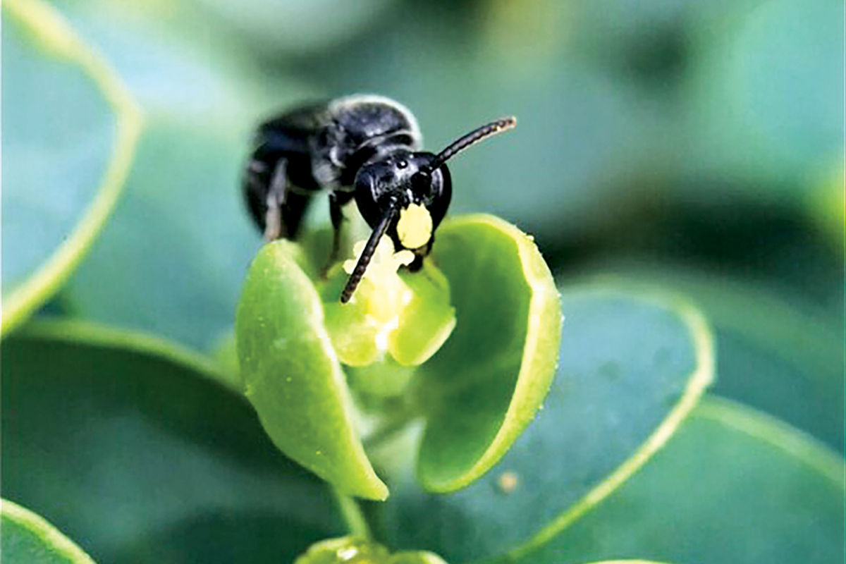 Hawaii’i Island’s Native Bees
